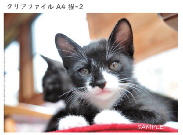 画像3: クリアファイル4枚セット(A4) (3)