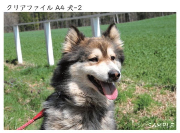 画像5: クリアファイル4枚セット(A4) (5)