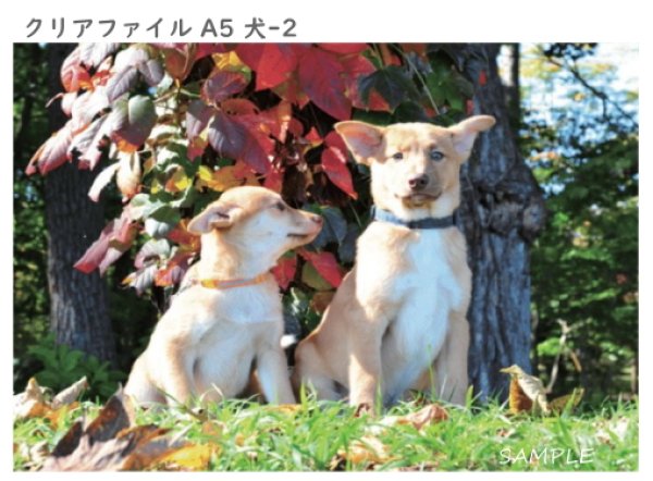 画像5: クリアファイル4枚セット(A5) (5)