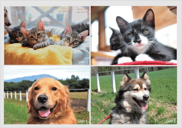 画像1: クリアファイル4枚セット(A4) (1)