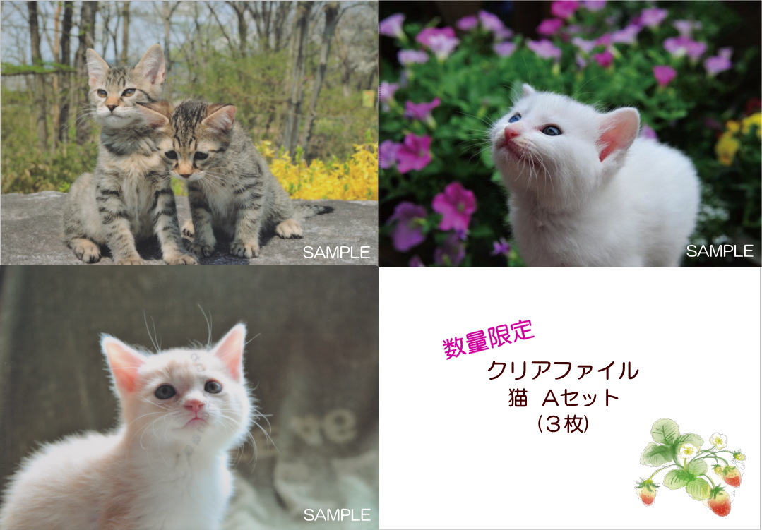 画像1: 【S】クリアファイル猫-Aセット