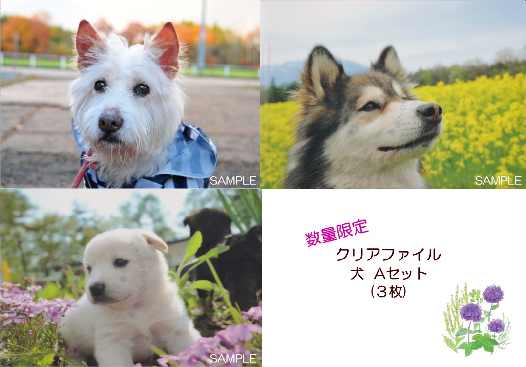 画像1: 【S】クリアファイル犬-Aセット